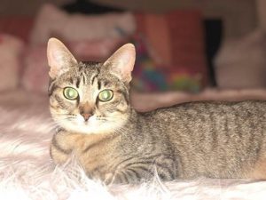 miss kitty
