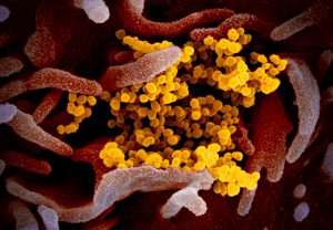 corona virus