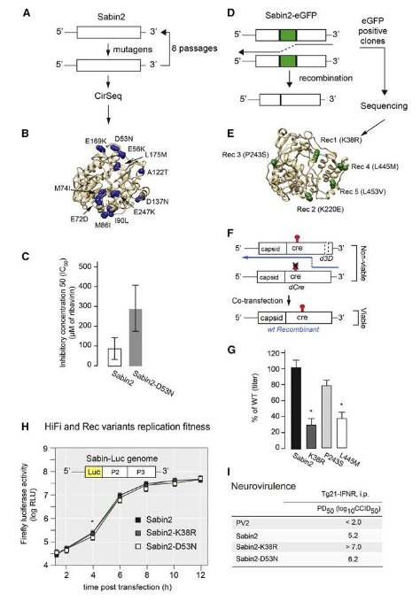 sabin 2 OPV