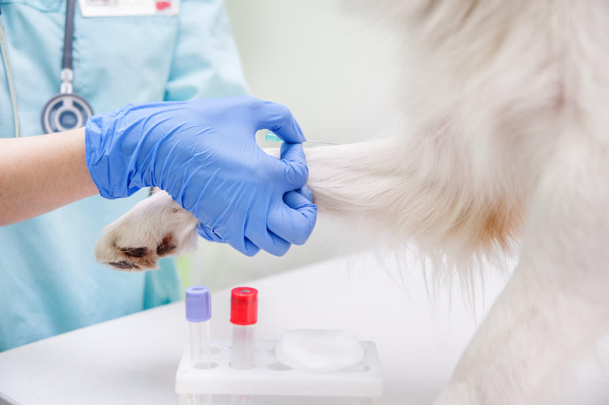veterinary research and disease control dog's leg and lab worker