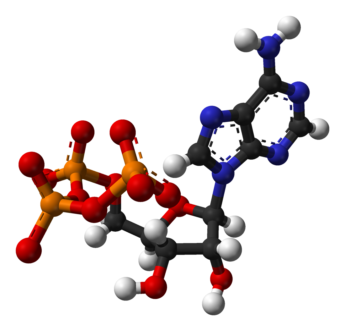 ball-and-stick model of adenosine triphosphate