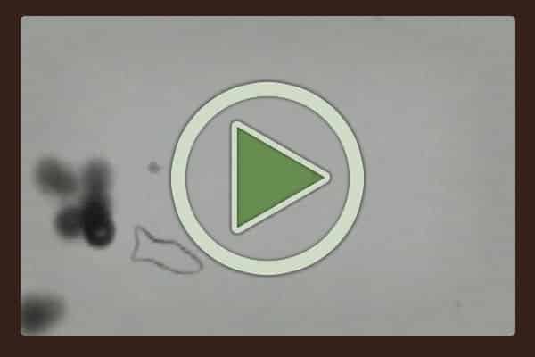 Shaochen Chen of UC San Diego's Jacobs School of Engineering presents his laboratory's latest discovery in the current issue of advanced materials: a 3D bio printed artificial microfish that swims and captures toxins in the environment.