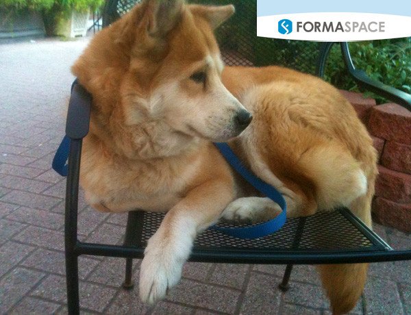 Formaspace-Antech-Diagnostics-Orlando-Florida-Jindo-dog