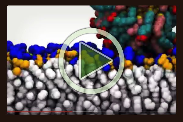 MIT researchers investigate gold nano-particles crossing the cell membrane barrier.